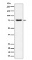 PWP1 Antibody